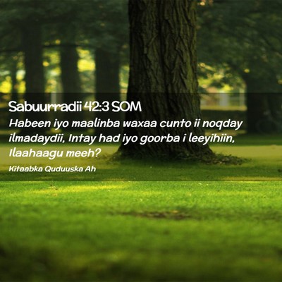 Picture 02 - Sabuurradii 42:3 SOM - Habeen iyo maalinba waxaa cunto ii noqday - Bible Verse Picture