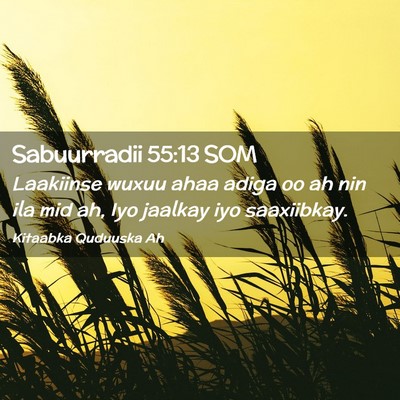 Picture 02 - Sabuurradii 55:13 SOM - Laakiinse wuxuu ahaa adiga oo ah nin ila mid ah, - Bible Verse Picture