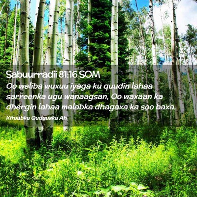 Picture 02 - Sabuurradii 81:16 SOM - Oo weliba wuxuu iyaga ku quudin lahaa sarreenka - Bible Verse Picture