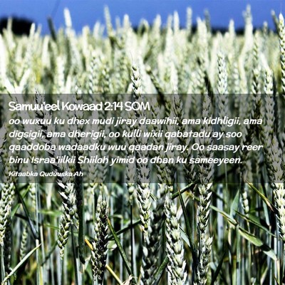 Picture 02 - Samuu'eel Kowaad 2:14 SOM - oo wuxuu ku dhex mudi jiray daawihii, ama - Bible Verse Picture