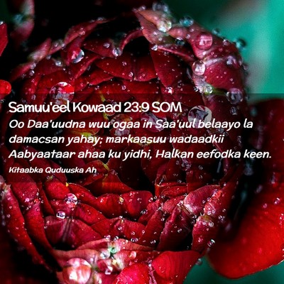 Picture 02 - Samuu'eel Kowaad 23:9 SOM - Oo Daa'uudna wuu ogaa in Saa'uul belaayo la - Bible Verse Picture