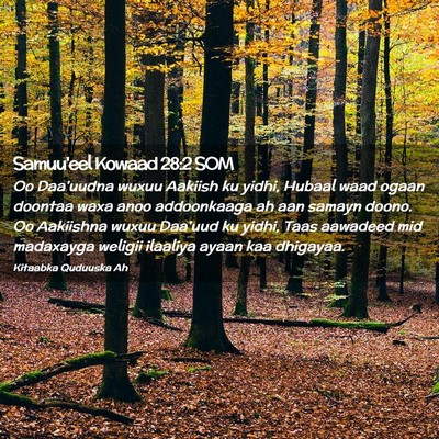 Picture 02 - Samuu'eel Kowaad 28:2 SOM - Oo Daa'uudna wuxuu Aakiish ku yidhi, Hubaal waad - Bible Verse Picture