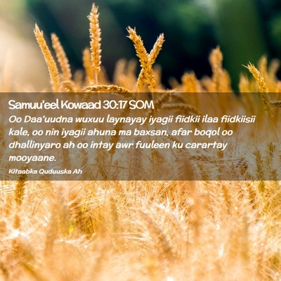 Picture 02 - Samuu'eel Kowaad 30:17 SOM - Oo Daa'uudna wuxuu laynayay iyagii fiidkii ilaa - Bible Verse Picture