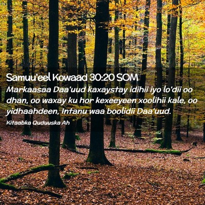 Picture 02 - Samuu'eel Kowaad 30:20 SOM - Markaasaa Daa'uud kaxaystay idihii iyo lo'dii oo - Bible Verse Picture