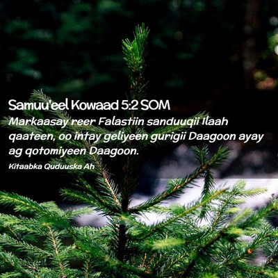Picture 02 - Samuu'eel Kowaad 5:2 SOM - Markaasay reer Falastiin sanduuqii Ilaah qaateen, - Bible Verse Picture