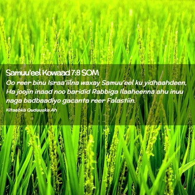 Picture 02 - Samuu'eel Kowaad 7:8 SOM - Oo reer binu Israa'iilna waxay Samuu'eel ku - Bible Verse Picture