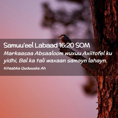 Picture 02 - Samuu'eel Labaad 16:20 SOM - Markaasaa Absaaloom wuxuu Axiitofel ku yidhi, Bal - Bible Verse Picture