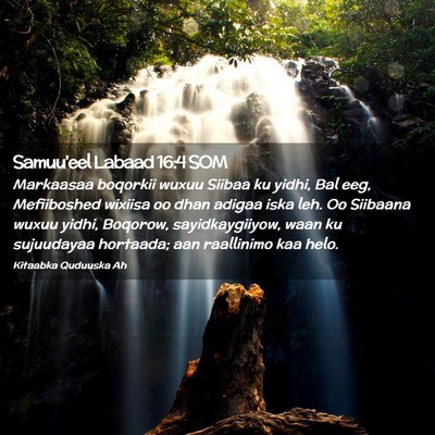 Picture 02 - Samuu'eel Labaad 16:4 SOM - Markaasaa boqorkii wuxuu Siibaa ku yidhi, Bal - Bible Verse Picture