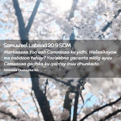 Picture 02 - Samuu'eel Labaad 20:9 SOM - Markaasaa Yoo'aab Camaasaa ku yidhi, Walaalkayow, - Bible Verse Picture