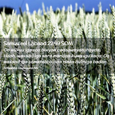Picture 02 - Samuu'eel Labaad 22:49 SOM - Oo wuxuu iga soo bixiyaa cadaawayaashayda; Haah, - Bible Verse Picture
