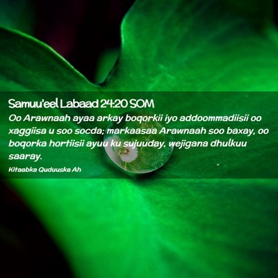 Picture 02 - Samuu'eel Labaad 24:20 SOM - Oo Arawnaah ayaa arkay boqorkii iyo - Bible Verse Picture