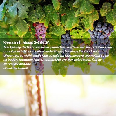Picture 02 - Samuu'eel Labaad 3:35 SOM - Markaasay dadkii oo dhammu yimaadeen oo damceen - Bible Verse Picture