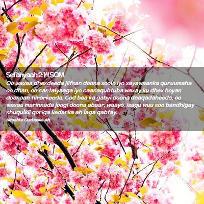 Picture 02 - Sefanyaah 2:14 SOM - Oo waxaa dhexdeeda jiifsan doona xoolo iyo - Bible Verse Picture