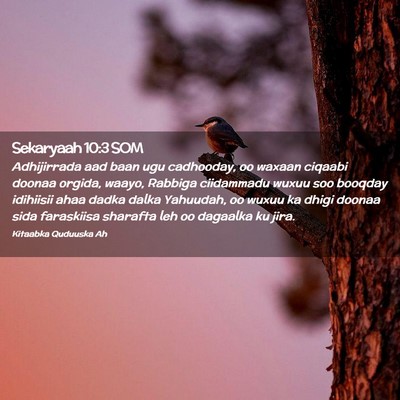 Picture 02 - Sekaryaah 10:3 SOM - Adhijirrada aad baan ugu cadhooday, oo waxaan - Bible Verse Picture