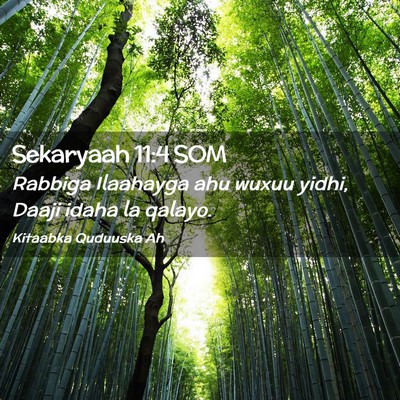 Picture 02 - Sekaryaah 11:4 SOM - Rabbiga Ilaahayga ahu wuxuu yidhi, Daaji idaha la - Bible Verse Picture