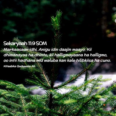 Picture 02 - Sekaryaah 11:9 SOM - Markaasaan idhi, Anigu idin daajin maayo. Kii - Bible Verse Picture