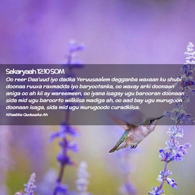 Picture 02 - Sekaryaah 12:10 SOM - Oo reer Daa'uud iyo dadka Yeruusaalem degganba - Bible Verse Picture