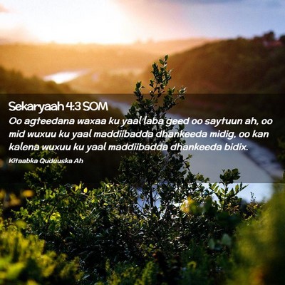 Picture 02 - Sekaryaah 4:3 SOM - Oo agteedana waxaa ku yaal laba geed oo saytuun - Bible Verse Picture