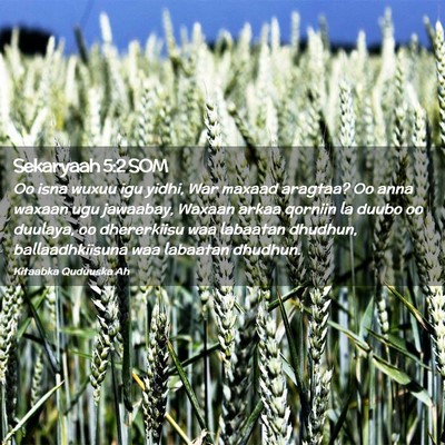 Picture 02 - Sekaryaah 5:2 SOM - Oo isna wuxuu igu yidhi, War maxaad aragtaa? Oo - Bible Verse Picture