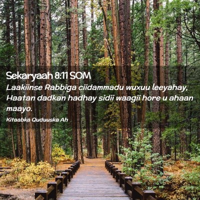 Picture 02 - Sekaryaah 8:11 SOM - Laakiinse Rabbiga ciidammadu wuxuu leeyahay, - Bible Verse Picture
