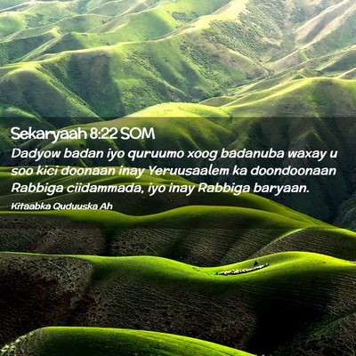 Picture 02 - Sekaryaah 8:22 SOM - Dadyow badan iyo quruumo xoog badanuba waxay u - Bible Verse Picture