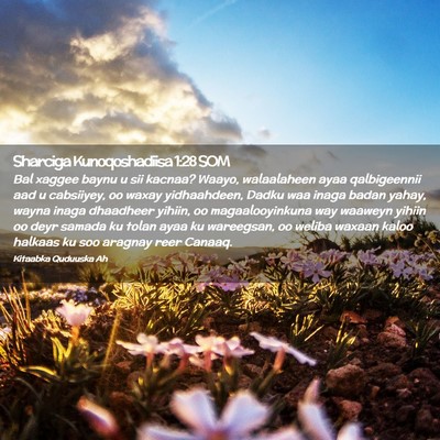 Picture 02 - Sharciga Kunoqoshadiisa 1:28 SOM - Bal xaggee baynu u sii kacnaa? Waayo, walaalaheen - Bible Verse Picture