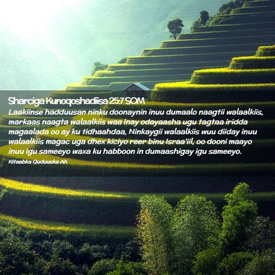 Picture 02 - Sharciga Kunoqoshadiisa 25:7 SOM - Laakiinse hadduusan ninku doonaynin inuu dumaalo - Bible Verse Picture