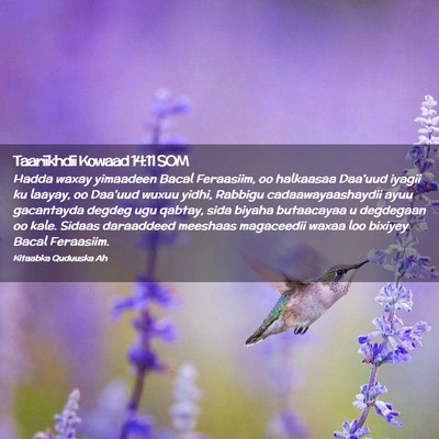 Picture 02 - Taariikhdii Kowaad 14:11 SOM - Hadda waxay yimaadeen Bacal Feraasiim, oo - Bible Verse Picture