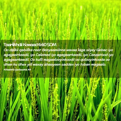 Picture 02 - Taariikhdii Kowaad 6:60 SOM - Oo dalkii qabiilka reer Benyaamiinna waxaa laga - Bible Verse Picture