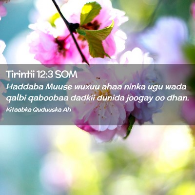 Picture 02 - Tirintii 12:3 SOM - Haddaba Muuse wuxuu ahaa ninka ugu wada qalbi - Bible Verse Picture