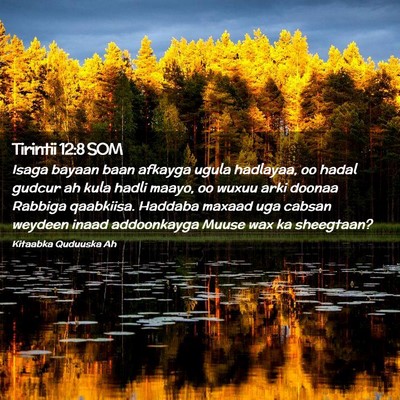 Picture 02 - Tirintii 12:8 SOM - Isaga bayaan baan afkayga ugula hadlayaa, oo - Bible Verse Picture