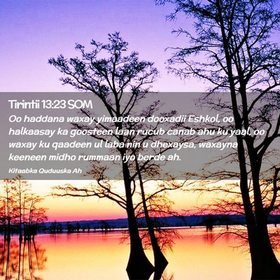Picture 02 - Tirintii 13:23 SOM - Oo haddana waxay yimaadeen dooxadii Eshkol, oo - Bible Verse Picture