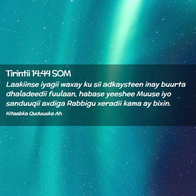 Picture 02 - Tirintii 14:44 SOM - Laakiinse iyagii waxay ku sii adkaysteen inay - Bible Verse Picture
