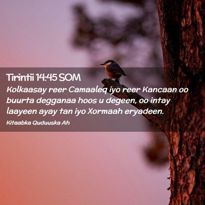Picture 02 - Tirintii 14:45 SOM - Kolkaasay reer Camaaleq iyo reer Kancaan oo - Bible Verse Picture