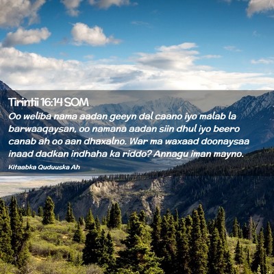 Picture 02 - Tirintii 16:14 SOM - Oo weliba nama aadan geeyn dal caano iyo malab la - Bible Verse Picture