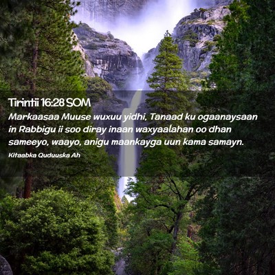 Picture 02 - Tirintii 16:28 SOM - Markaasaa Muuse wuxuu yidhi, Tanaad ku - Bible Verse Picture