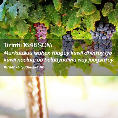 Picture 02 - Tirintii 16:48 SOM - Markaasuu isdhex taagay kuwii dhintay iyo kuwii - Bible Verse Picture