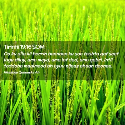 Picture 02 - Tirintii 19:16 SOM - Oo ku alla kii berrin bannaan ku soo taabta qof - Bible Verse Picture