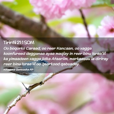 Picture 02 - Tirintii 21:1 SOM - Oo boqorkii Caraad, oo reer Kancaan, oo xagga - Bible Verse Picture