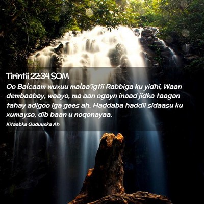 Picture 02 - Tirintii 22:34 SOM - Oo Balcaam wuxuu malaa'igtii Rabbiga ku yidhi, - Bible Verse Picture