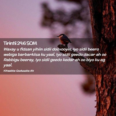 Picture 02 - Tirintii 24:6 SOM - Waxay u fidsan yihiin sidii dooxooyin, Iyo sidii - Bible Verse Picture