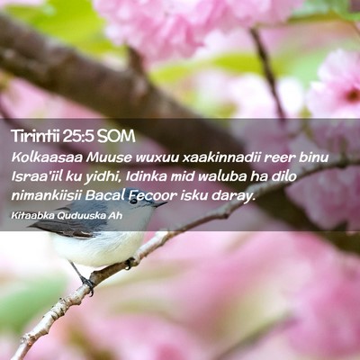 Picture 02 - Tirintii 25:5 SOM - Kolkaasaa Muuse wuxuu xaakinnadii reer binu - Bible Verse Picture
