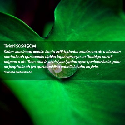 Picture 02 - Tirintii 28:24 SOM - Sidan waa inaad maalin kasta intii toddoba - Bible Verse Picture