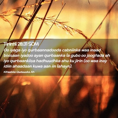 Picture 02 - Tirintii 28:31 SOM - Oo iyaga iyo qurbaannadooda cabniinka waa inaad - Bible Verse Picture