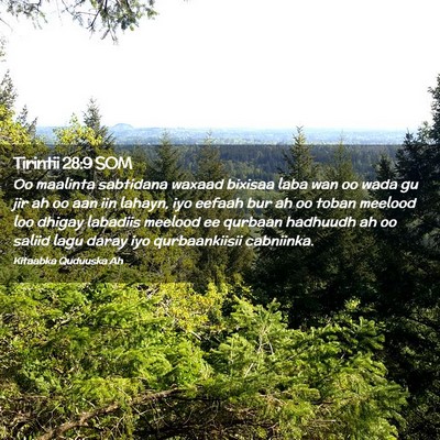 Picture 02 - Tirintii 28:9 SOM - Oo maalinta sabtidana waxaad bixisaa laba wan oo - Bible Verse Picture