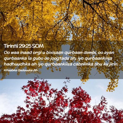 Picture 02 - Tirintii 29:25 SOM - Oo waa inaad orgi u bixisaan qurbaan dembi, oo - Bible Verse Picture