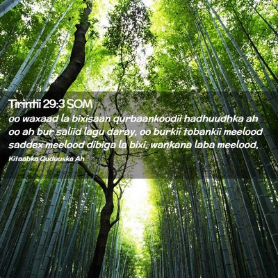 Picture 02 - Tirintii 29:3 SOM - oo waxaad la bixisaan qurbaankoodii hadhuudhka ah - Bible Verse Picture