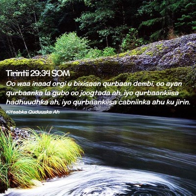 Picture 02 - Tirintii 29:34 SOM - Oo waa inaad orgi u bixisaan qurbaan dembi, oo - Bible Verse Picture