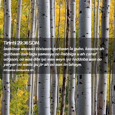 Picture 02 - Tirintii 29:36 SOM - laakiinse waxaad bixisaan qurbaan la gubo, kaasoo - Bible Verse Picture