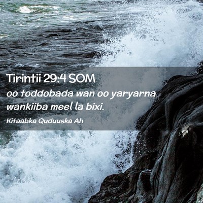 Picture 02 - Tirintii 29:4 SOM - oo toddobada wan oo yaryarna wankiiba meel la - Bible Verse Picture